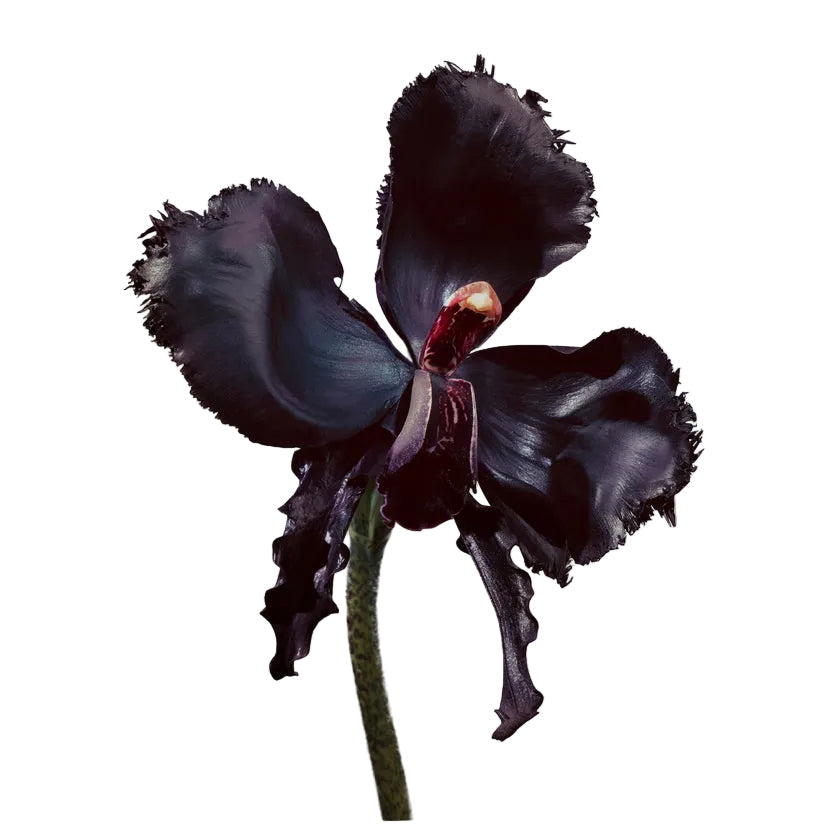Tom Ford Black Orchid Reserve by Tom Ford fragrance – view 2 | Venba Fragrance